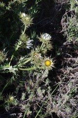 Berkheya cirsiifolia