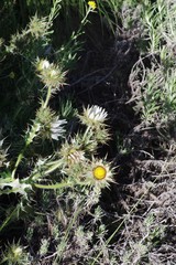 Berkheya cirsiifolia