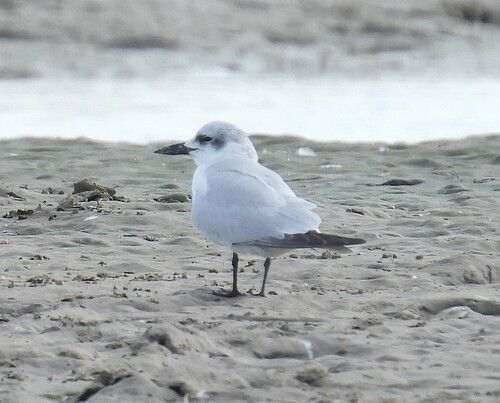 Gull-billed Tern (Gelochelidon nilotica), photo 5