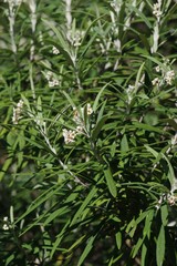 Buddleja loricata