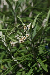 Buddleja loricata