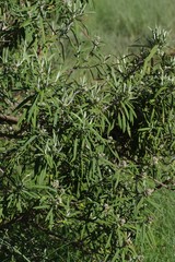 Buddleja loricata