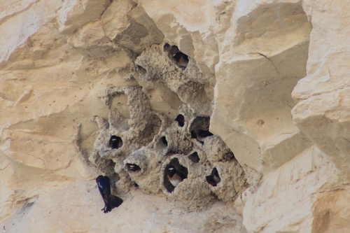 Cliff Swallow