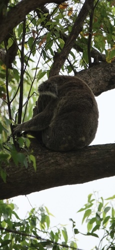 Koala
