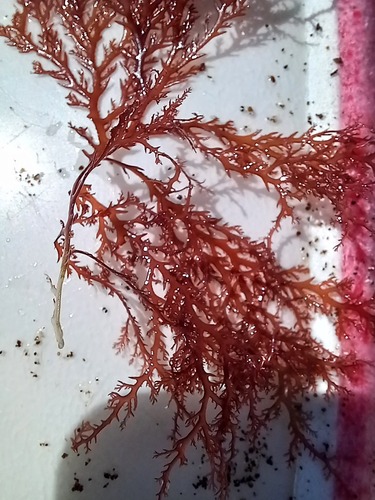 Plocamium angustum