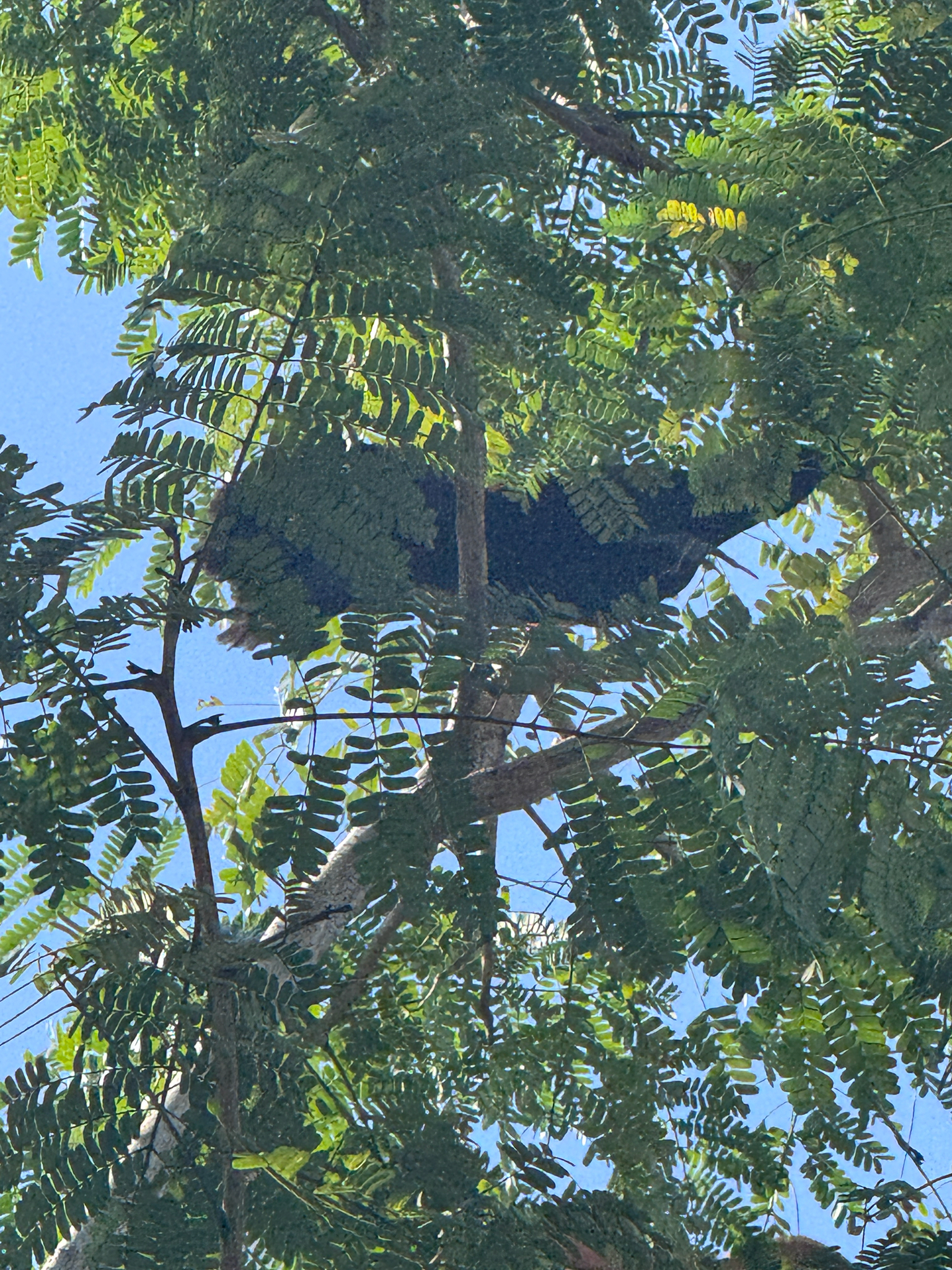 Asian Koel (Eudynamys scolopaceus), photo 5