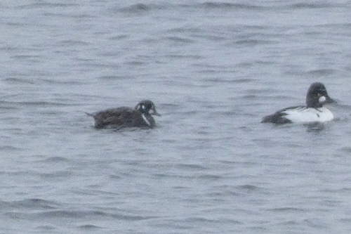 Harlequin Duck (Histrionicus histrionicus), photo 10