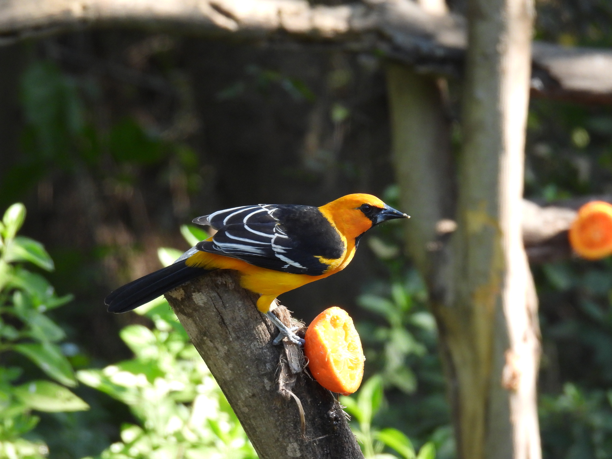 Altamira Oriole (Icterus gularis), photo 4