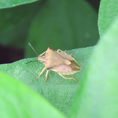 Carpocoris fuscispinus
