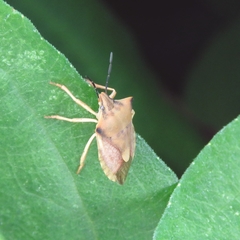 Carpocoris fuscispinus