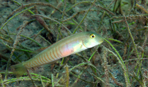 Collared knifefish wrasse (Cymolutes torquatus) — Labridae — 4