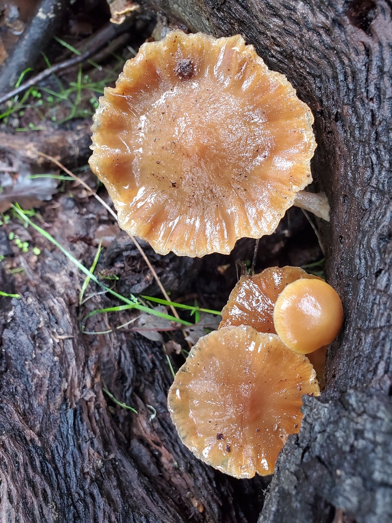 Galerina marginata · January 2026 · photo: © arlenedevitt (iNaturalist, cc-by)