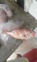 Priacanthus arenatus