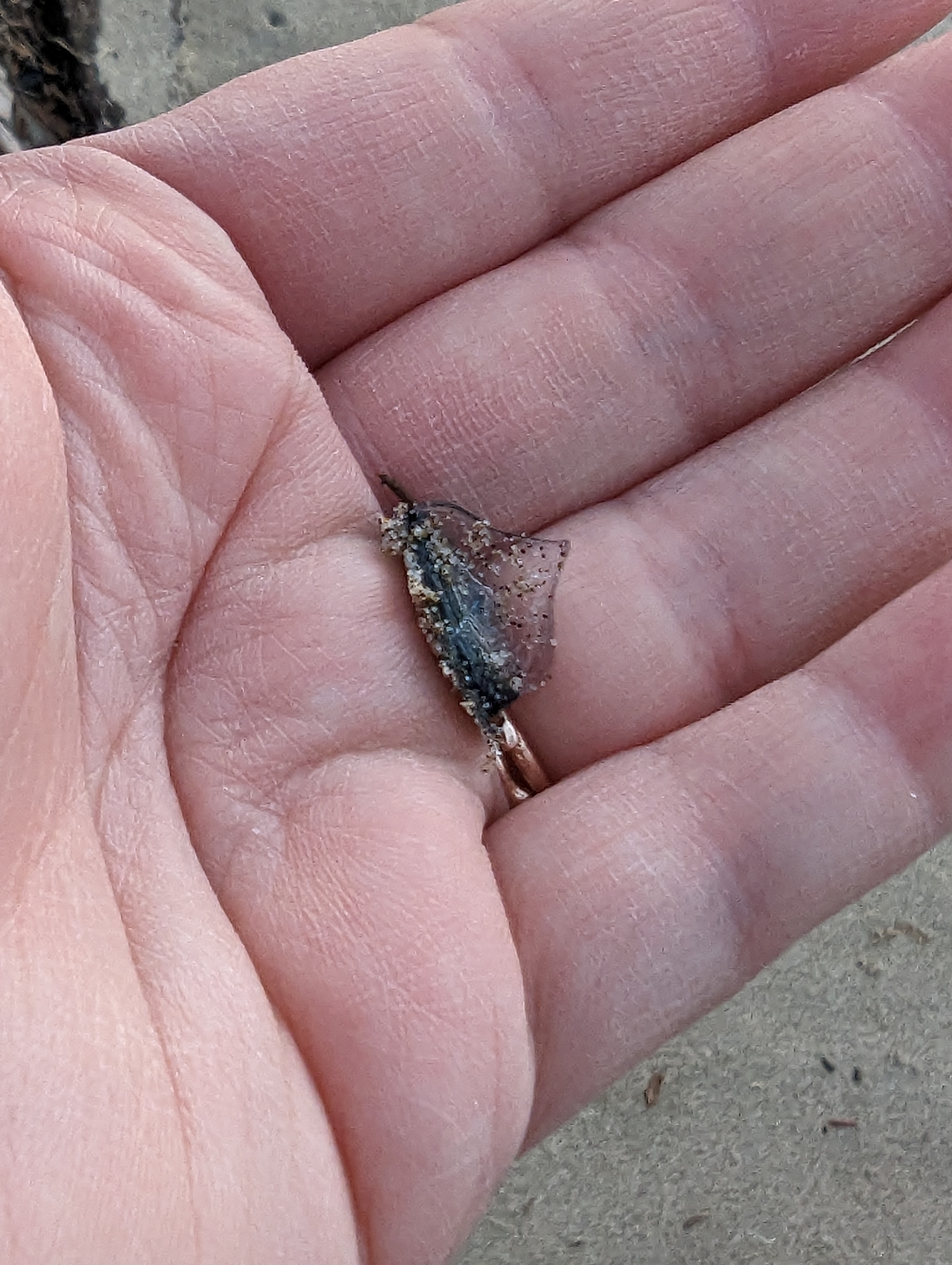Velella velella (Linnaeus, 1758)