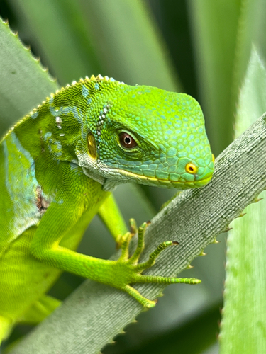 Brachylophus bulabula observed 2026-01-11