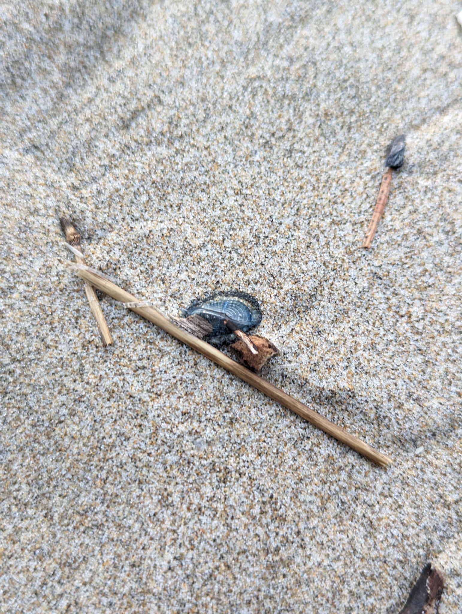 Velella velella (Linnaeus, 1758)