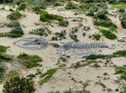 ザトウクジラ