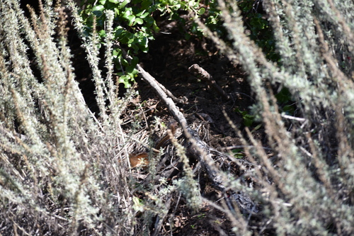 Merriam's Chipmunk observed by zkyle1337