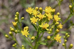 Solidago ohioensis