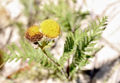 Tanacetum bipinnatum