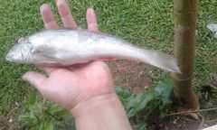 Menticirrhus