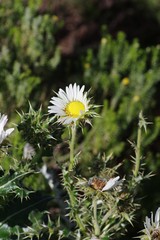Berkheya cirsiifolia