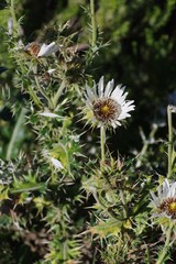Berkheya cirsiifolia