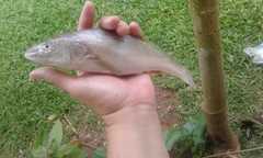 Menticirrhus