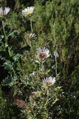 Berkheya cirsiifolia