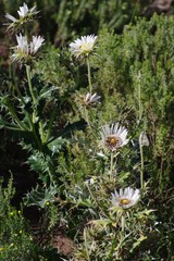 Berkheya cirsiifolia