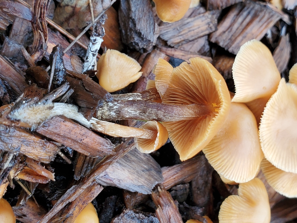Galerina badipes