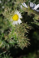 Berkheya cirsiifolia