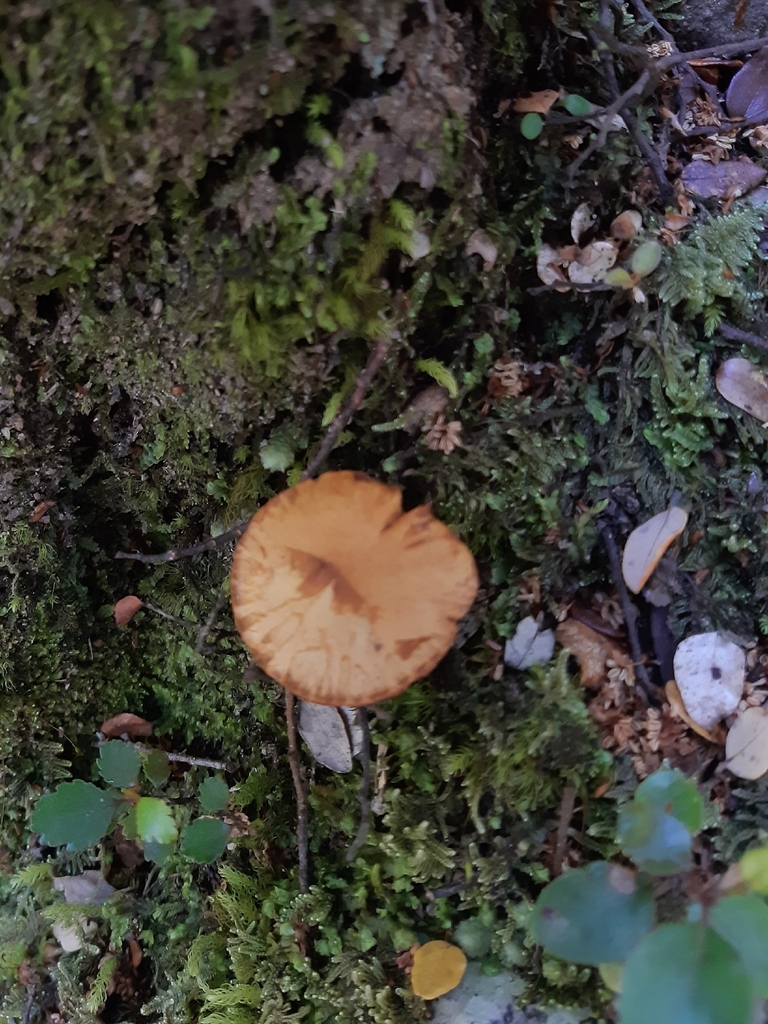 Chalciporus piperatus · December 2025 · photo: © georgecox (iNaturalist, cc0)
