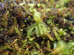Hymenophyllum minimum