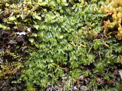 Hymenophyllum minimum