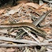Eastern Water Skink - Photo (c) Andrew Harvey, some rights reserved (CC BY)