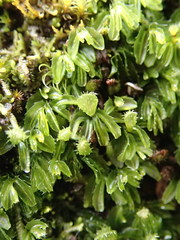 Hymenophyllum minimum
