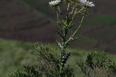 Berkheya cirsiifolia