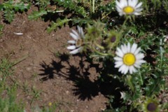 Berkheya cirsiifolia