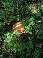 Leccinum