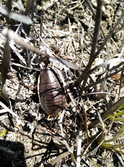 Polyzosteria limbata