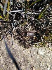 Polyzosteria limbata