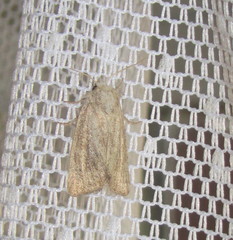Photedes fluxa