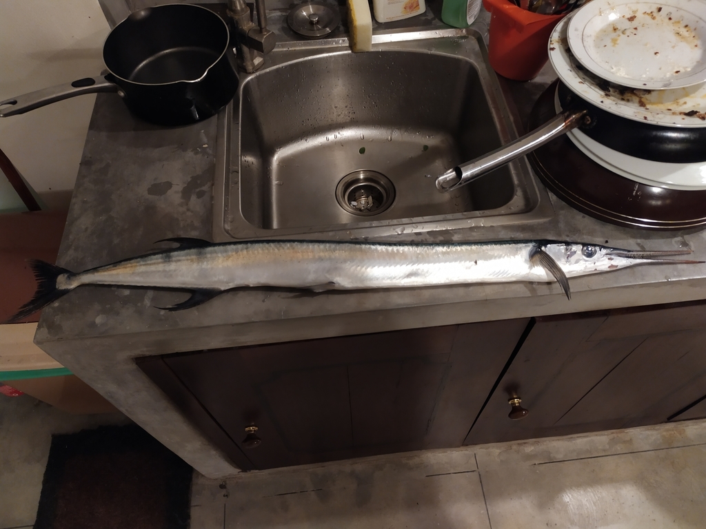 Flat needlefish