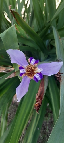 Trimezia coerulea
