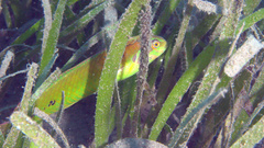 Novaculoides macrolepidotus