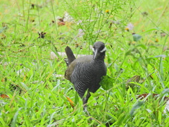 Gallirallus torquatus