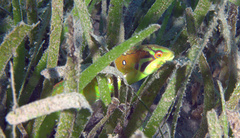 Novaculoides macrolepidotus