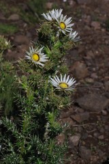Berkheya cirsiifolia