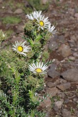 Berkheya cirsiifolia